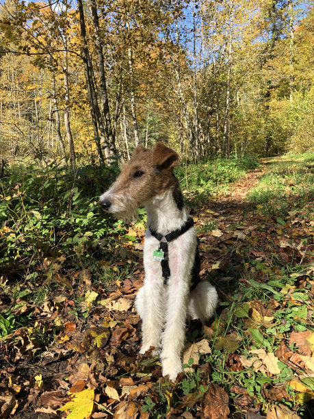airedale