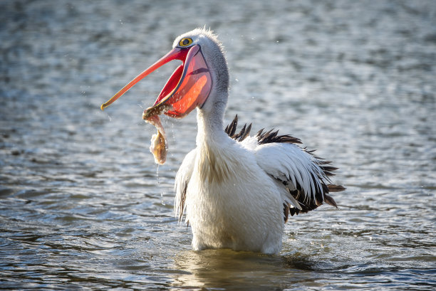 pelecanus