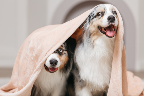 纯种犬,坐,爱