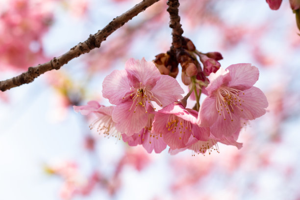 东湖樱花