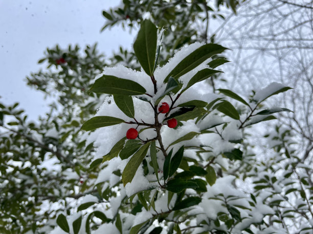 holly