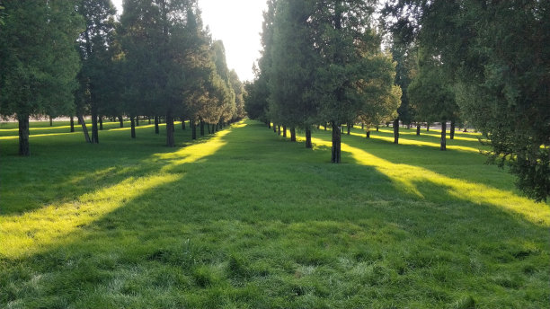 户外蓝天白云草地树林图片