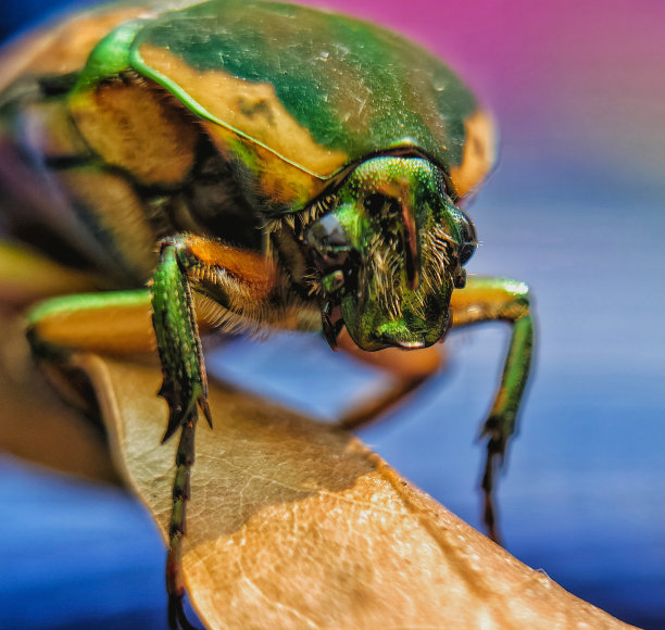 beetles
