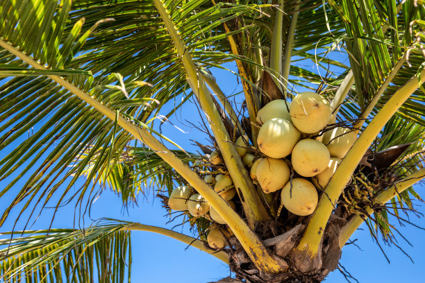 coconut