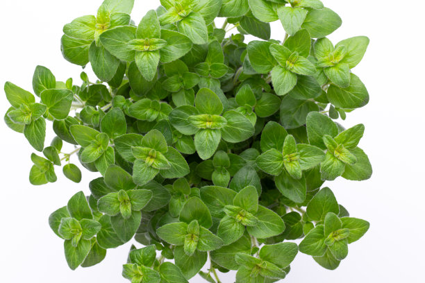 oregano