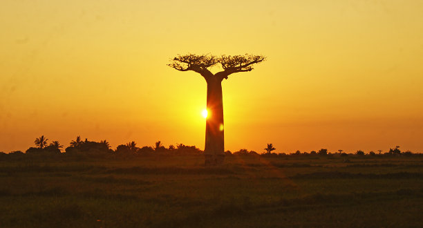 baobab