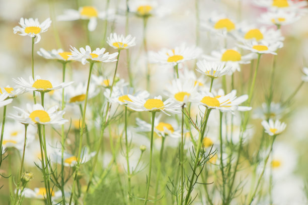 春天百花盛开万物复苏