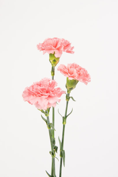 dianthus
