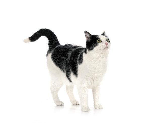 小猫,猫科动物,猫