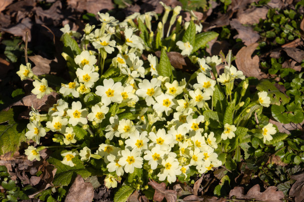 primula
