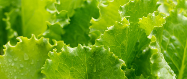 lactuca