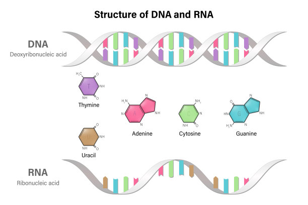 rna