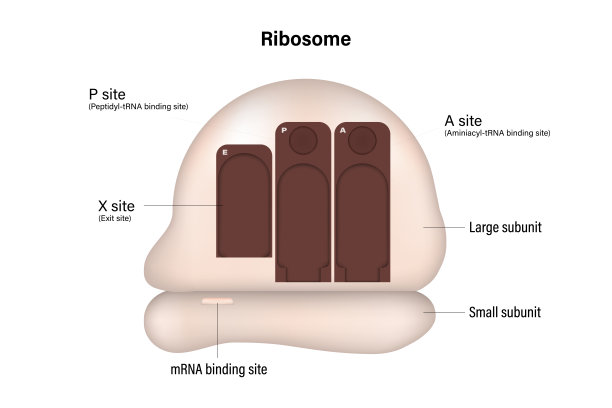 rna