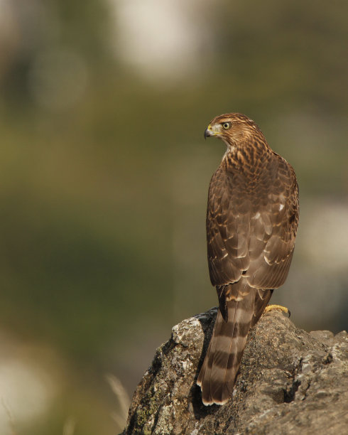 hawk