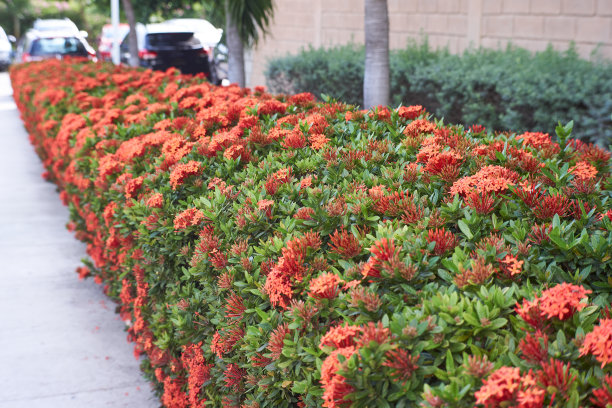 ixora