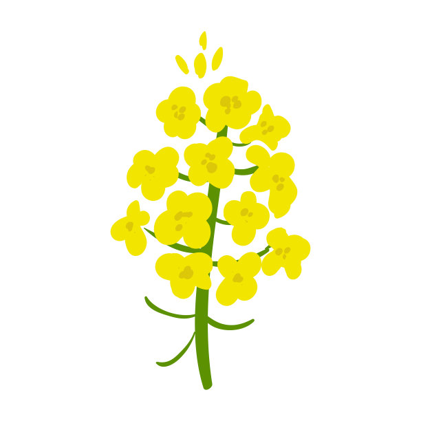 植物学,植物,花