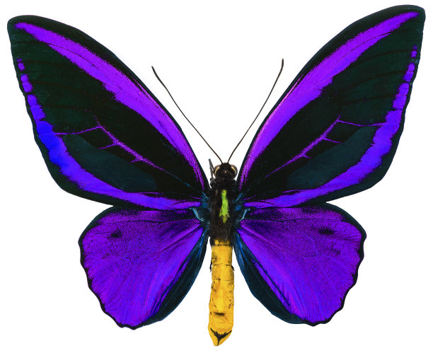 ornithoptera