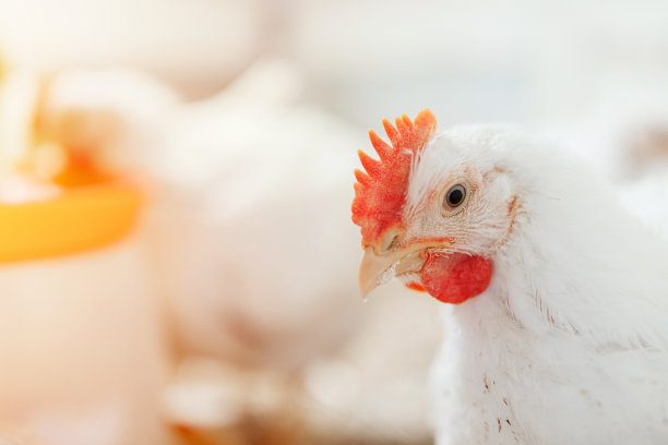 hen