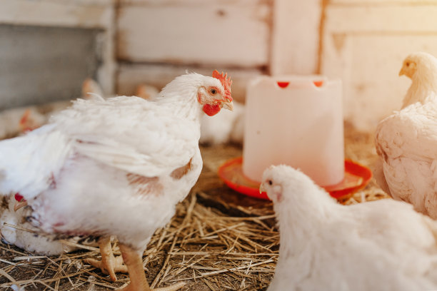 hen