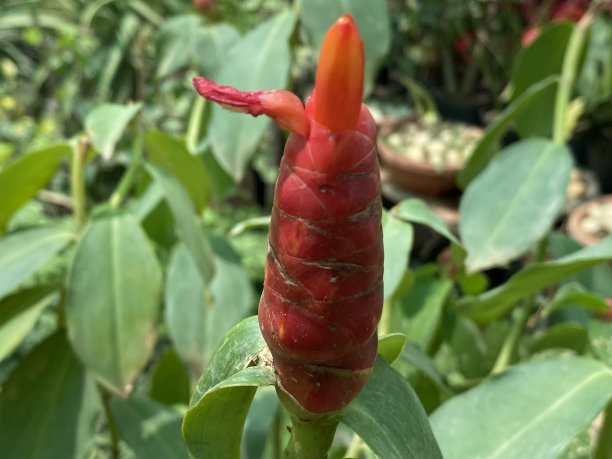 costus