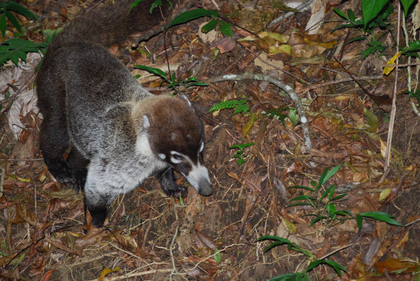 coatimundi