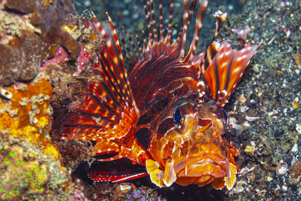 lionfish