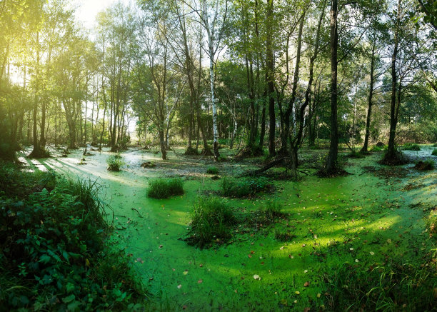 fen