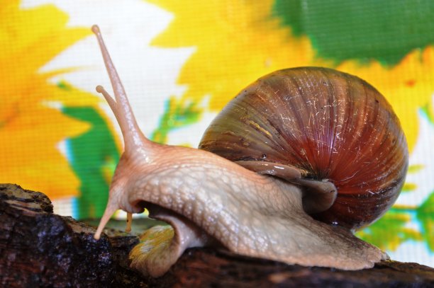 gastropod