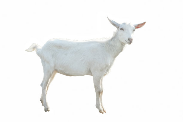 goat