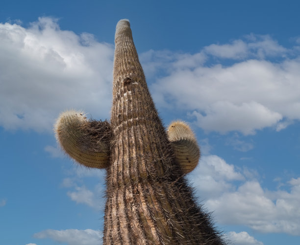 saguaro