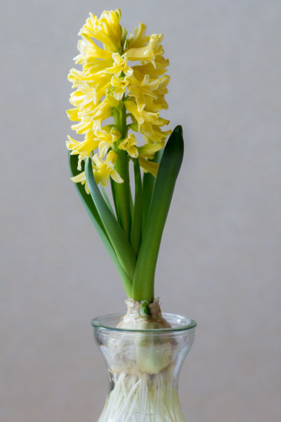 hyacinth