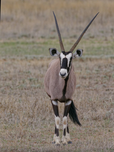 gemsbok