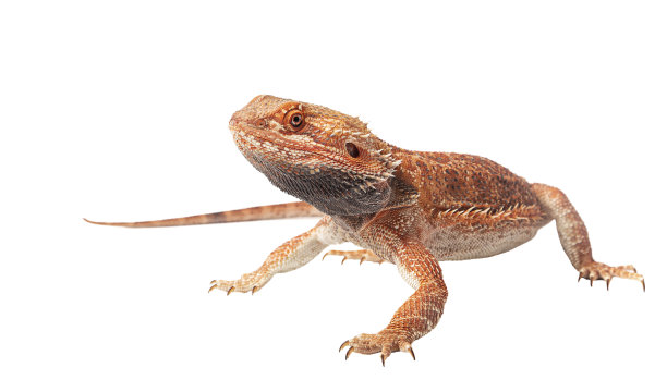 pogona