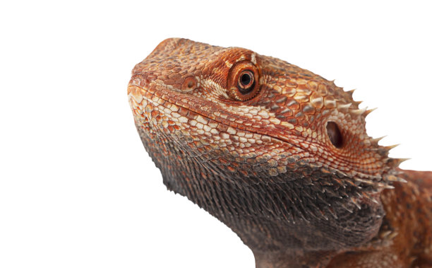 agama
