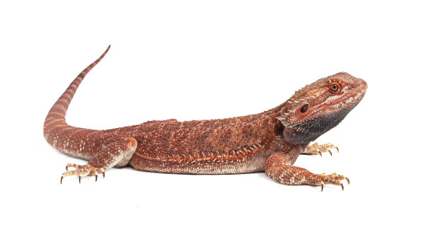 agama