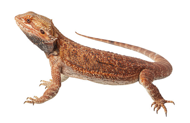agama