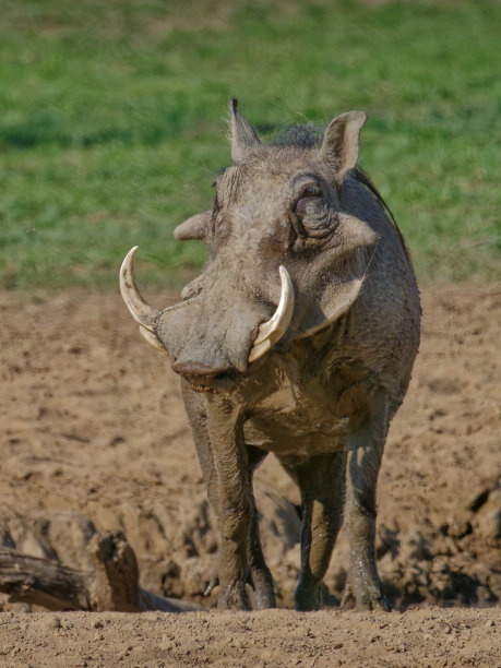 phacochoerus
