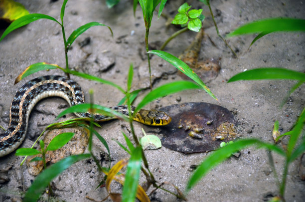 natrix