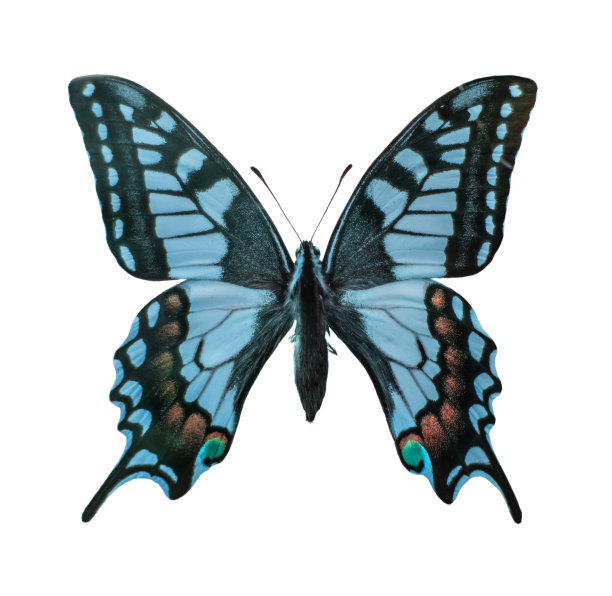 swallowtail