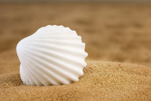 shells