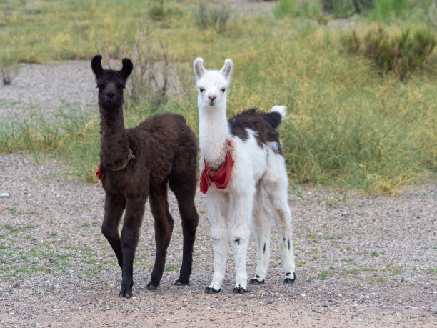 llama