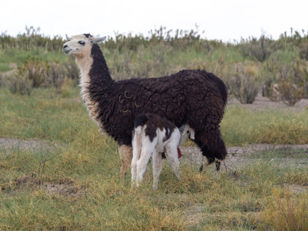 llama