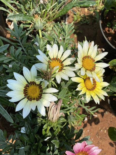 gazania
