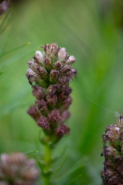 liatris