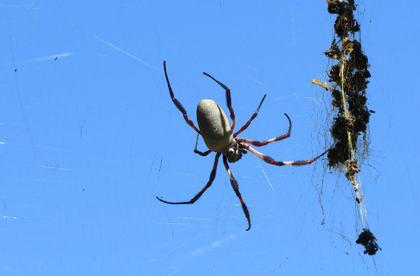 arachnid