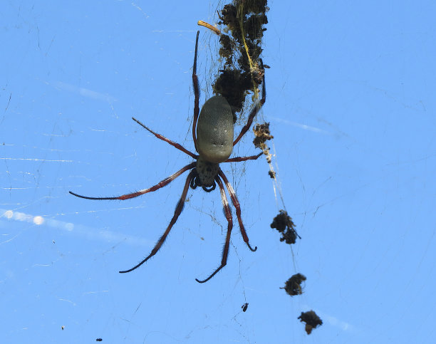 arachnid