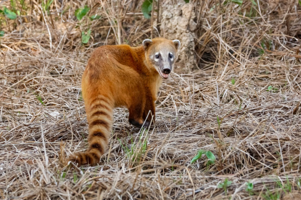coatimundi