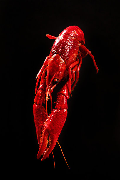 crawdad