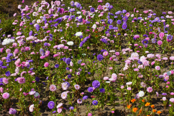 花序,紫苑,花蕾