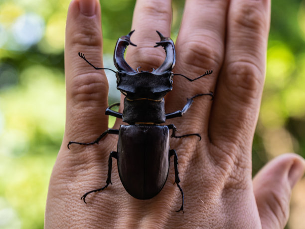 lucanus